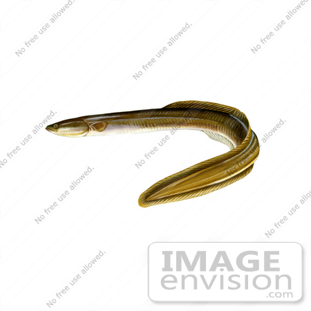 #21002 Clipart Image Illustration of an American Eel (Anguilla rostrata) by JVPD