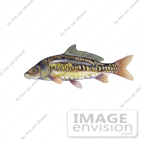 #21007 Clipart Image Illustration of a Mirror Carp Fish (Cyprinus carpio) by JVPD
