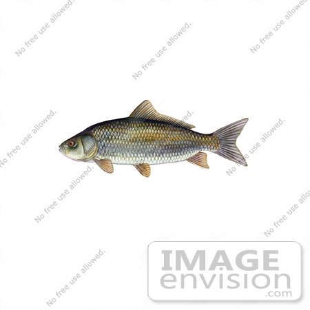 #21011 Clipart Image Illustration of a Bigmouth Buffalo Fish (Ictiobus cyprinellus) by JVPD