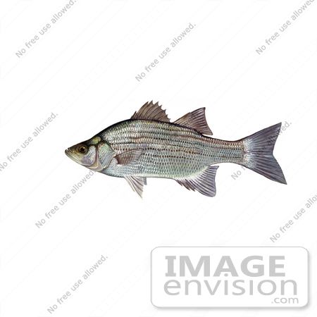 #21014 Clipart Image Illustration of a White or Sand Bass Fish (Morone chrysops) by JVPD