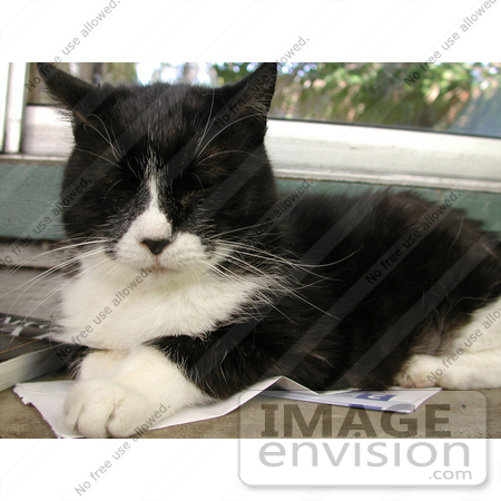 #213 Photo of a Tuxedo Cat on Newspaper by Jamie Voetsch