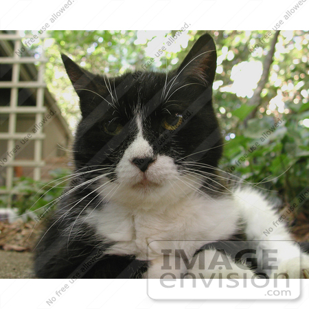#214 Photograph of a Tuxedo Cat by Jamie Voetsch