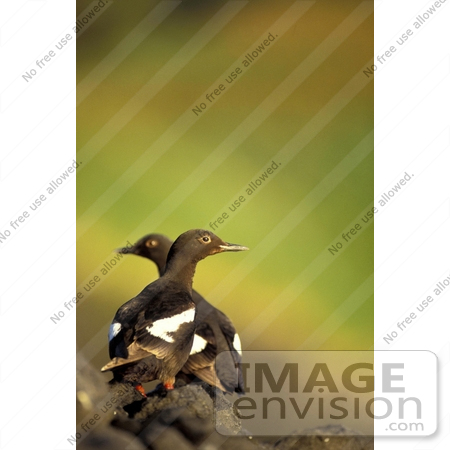 #21488 Stock Photography of Two Pigeon Guillemot Birds (Cepphus columba) Facing Different Directions by JVPD