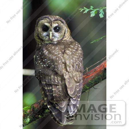 #21489 Stock Photography of a Northern Spotted Owl (Strix occidentalis caurina) Perched on a Branch by JVPD