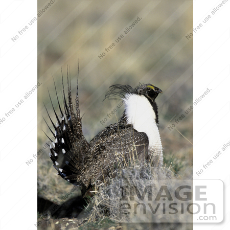 #21490 Stock Photography of a Greater Sage Grouse Bird (Centrocerus urophasianus) by JVPD