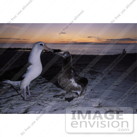 #21491 Stock Photography of two Laysan Albatross Birds (Diomedea immutabilis) by JVPD
