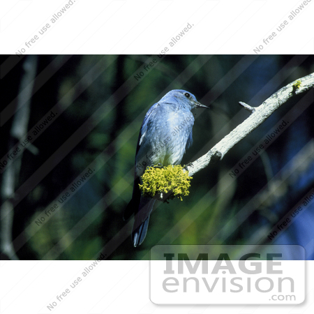 #21495 Stock Photography of a Mountain Bluebird (Sialia currucoides) by JVPD
