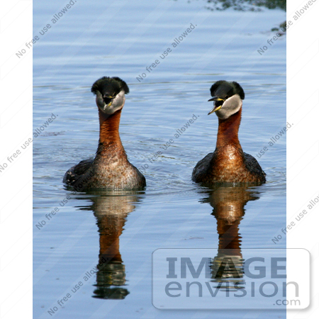 #21496 Stock Photography of a Pair of Rednecked Grebe at Potter’s Marsh by JVPD