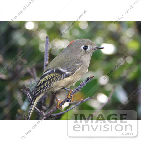 #21497 Stock Photography of a Ruby-Crowned Kinglet Bird (Regulus calendula) Perched on a Branch by JVPD