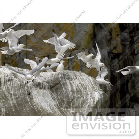 #21498 Stock Photography of Black-legged Kittiwake (Rissa tridactyla) Flying at Castle Rock by JVPD