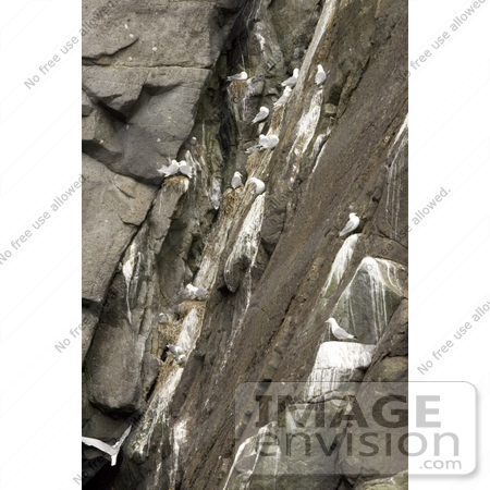 #21499 Stock Photography of Black-legged Kittiwake (Rissa tridactyla) Nests by JVPD