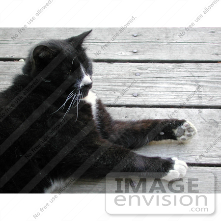 #215 Photograph of a Tuxedo Cat Lying on a Porch by Jamie Voetsch