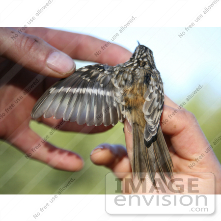 #21500 Stock Photography of a Hand Inspecting the Wing of a Brown Creeper Bird (Certhia americana) by JVPD
