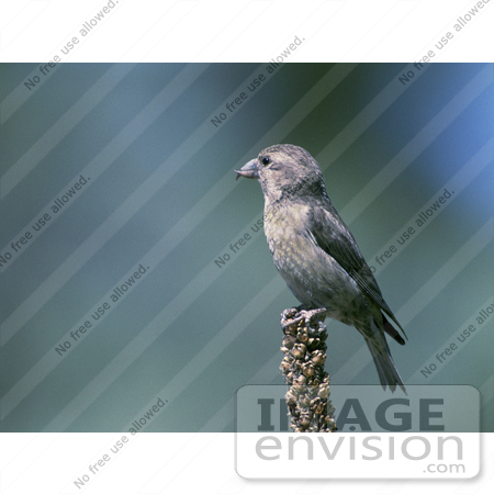 #21503 Stock Photography of a Red Crossbill (Loxia curvirostra) Bird Perched by JVPD