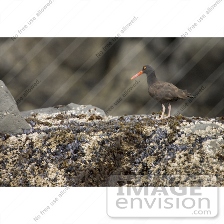 #21504 Stock Photography of an American Black Oystercatcher Bird (Haematopus bachmani) by JVPD