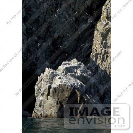 #21508 Stock Photography of Birds Nesting on Coastal Rocks at Big Koniuji, Shumagin Islands, Alaska by JVPD
