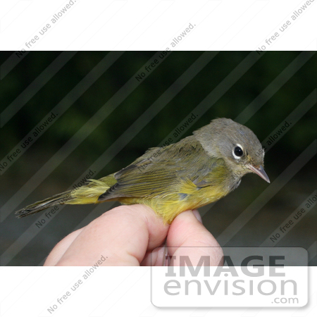 #21509 Stock Photography of an Orange-Crowned Warbler Bird (Vermivora celata celata) Being Banded by JVPD