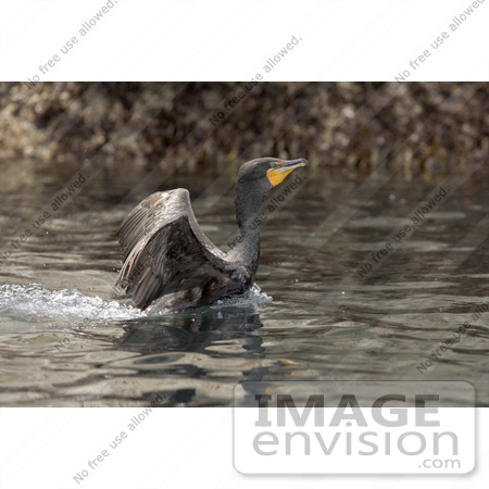#21511 Stock Photography of a Double-crested Cormorant (Phalacrocorax auritus) Landing or Taking Off of Water by JVPD