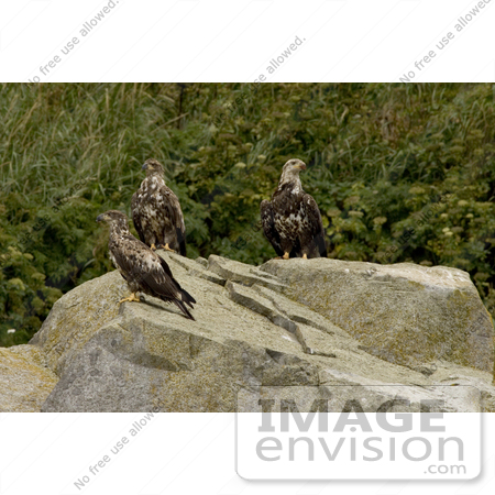 #21512 Stock Photography of Three Juvenile Bald Eagles (Haliaeetus leucocephalus) at Castle Rock, Alaska by JVPD