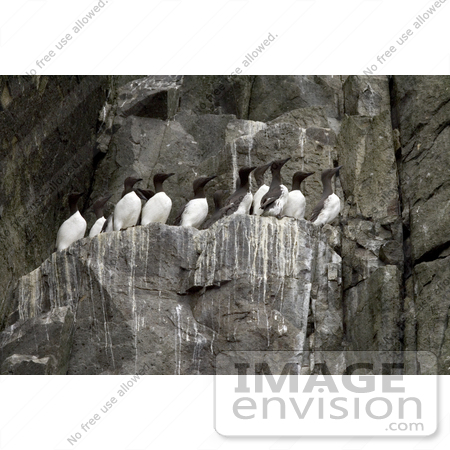 #21514 Stock Photography of Common Thin-billed Murres (Uria aalge) on a Cliff at Castle Rock by JVPD