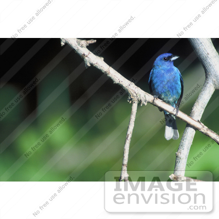 #21515 Stock Photography of an Indigo Bunting Bird (Passerina cyanea) at the Desoto National Wildlife Refuge, Iowa by JVPD