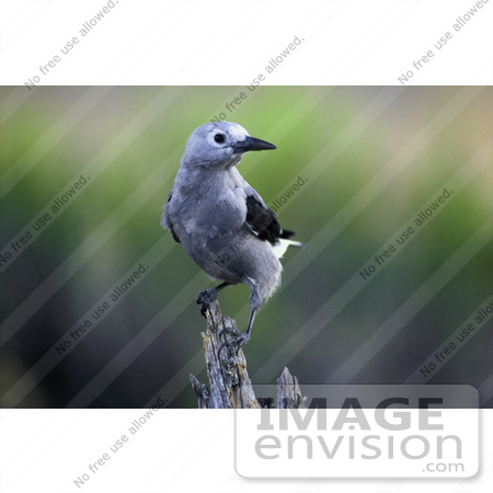 #21516 Stock Photography of a Clark’s Nutcracker Bird (Nucifraga columbiana) by JVPD