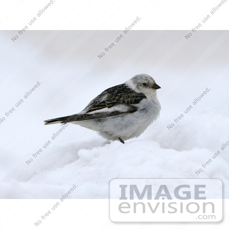 #21517 Stock Photography of a Snow Bunting Bird (Plectrophenax nivalis) in the Snow by JVPD