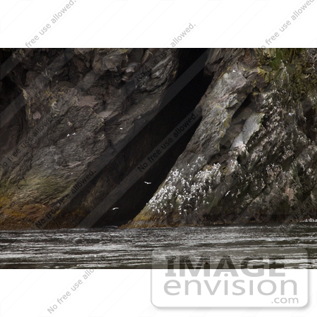 #21518 Stock Photography of Black-legged Kittiwake (Rissa tridactyla) Bird Rookery, Chagulak Island, Aleutian Islands, Alaska by JVPD