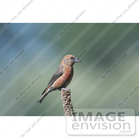 #21519 Stock Photography of a Red Crossbill Bird (Loxia curvirostra), Deschutes National Forest, Oregon by JVPD