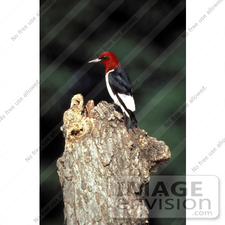 #21521 Stock Photography of a Red-Headed Woodpecker Bird (Melanerpes erythrocephalus) by JVPD