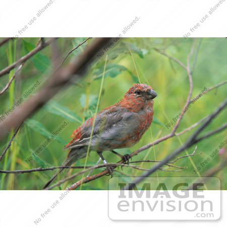 #21522 Stock Photography of a Pine Grosbeak Juvenile Bird (Pinicola enucleator) Perched on a Branch by JVPD