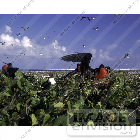 #21525 Stock Photography of Frigatebirds With Inflated Red Gula Throat Pouches at Johnston Island National Wildlife Refuge, Honolulu, Hawaii by JVPD