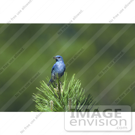 #21527 Stock Photography of a Mountain Bluebird (Sialia currucoides) by JVPD