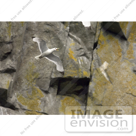 #21529 Stock Photography of a Black-legged Kittiwake (Rissa tridactyla) Bird Flying, Castle Rock by JVPD