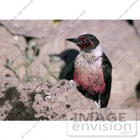 #21530 Stock Photography of Lewis’ Woodpecker Bird (Melanerpes lewis) on a Rock by JVPD