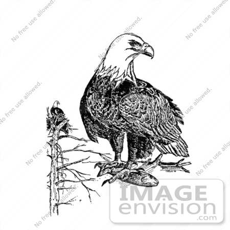 #21531 Stock Photography of an American Bald Eagles (Haliaeetus leucocephalus) by JVPD