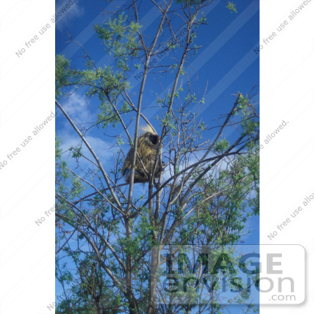 #21532 Wildlife Stock Photography of a Porcupine in a Tree, Alaska by JVPD