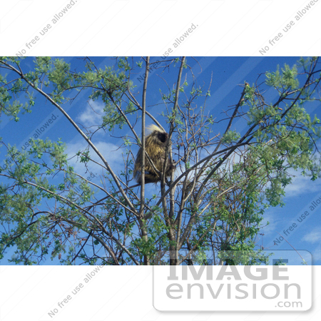 #21533 Wildlife Stock Photography of a Cute Porcupine in a Tree, Alaska by JVPD