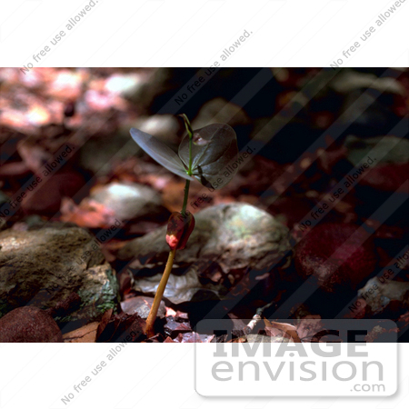 #21535 Botanical Stock Photography of a West Indian Mahogany Seedling Plant (Swietenia mahagoni) by JVPD