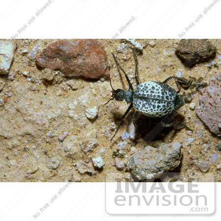 #21536 Bug Stock Photography of a Beetle in Arizona by JVPD