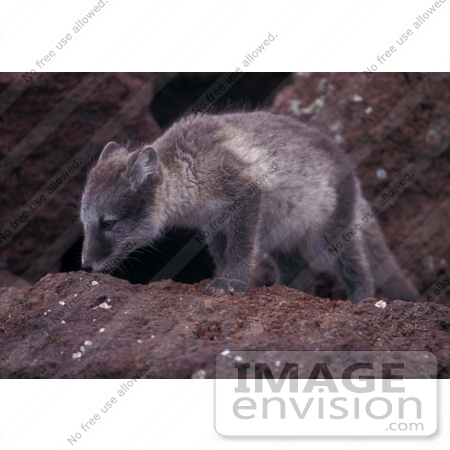 #21538 Wild Animal Stock Photography of a Juvenile Arctic Fox at St George Island by JVPD