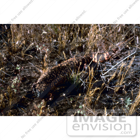 #21539 Wild Animal Stock Photography of a Gila Monster (Heloderma suspectum) by JVPD