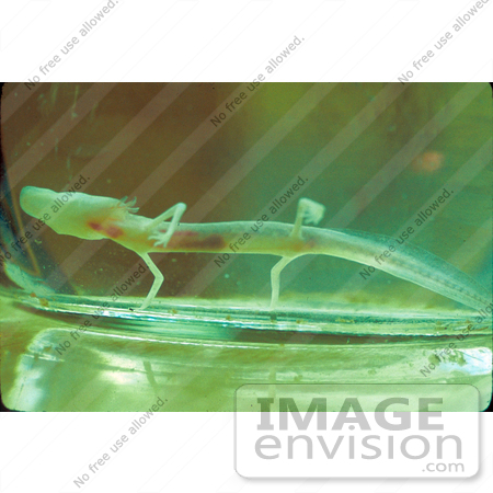#21540 Wild Animal Stock Photography of a Texas Blind Salamander (Eurycea rathbuni) in a Glass Jar by JVPD