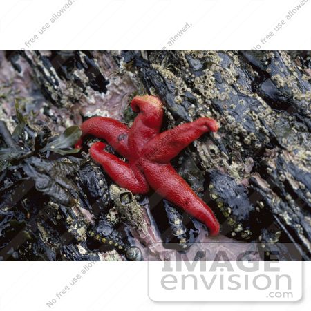 #21548 Stock Photography of a Red Blood Starfish (Henricia sanguinolenta) on a Rock at Low Tide by JVPD