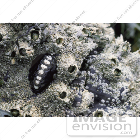 #21549 Stock Photography of a Black Katy or Leather Chiton (Katharina tunicata) by JVPD