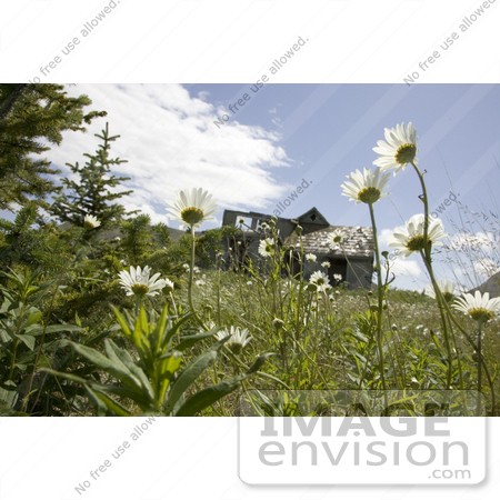#21552 Stock Photography of White Daisy Flowers Growing Near an Abandoned Home, Simeonof Island, Alaska by JVPD
