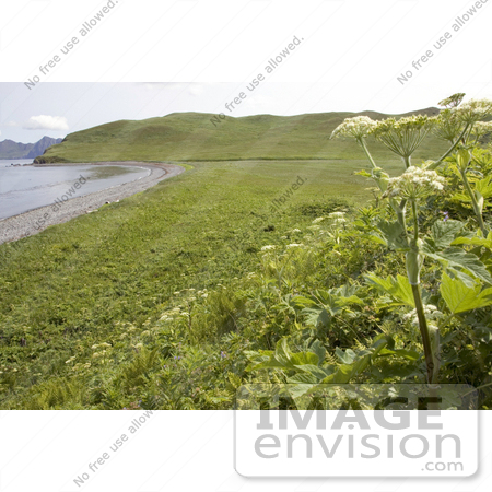 #21553 Stock Photography of Wildflowers Growing Along the Coastline of Bendel Island, Alaska by JVPD
