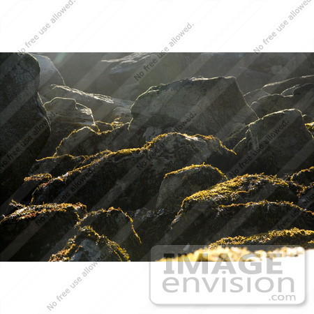 #21556 Stock Photography of Beach Kelp on Rocks at Chowiet Island, Alaska by JVPD