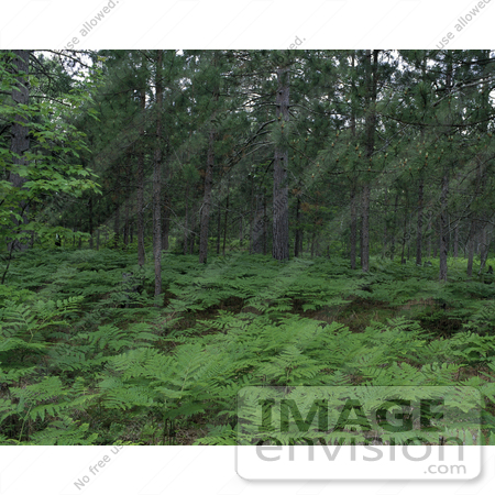 #21560 Stock Photography of Ferns and Trees in a Forest in Seney National Wildlife Refuge by JVPD
