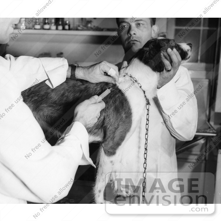 #21594 Stock Photography of Two Male Veterinarians Giving a Dog a Rabies Vaccination Shot by JVPD